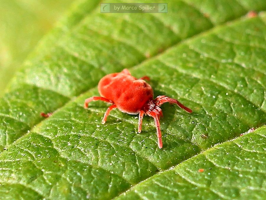 Trombidiidae: Trombidium sp.  - Milano